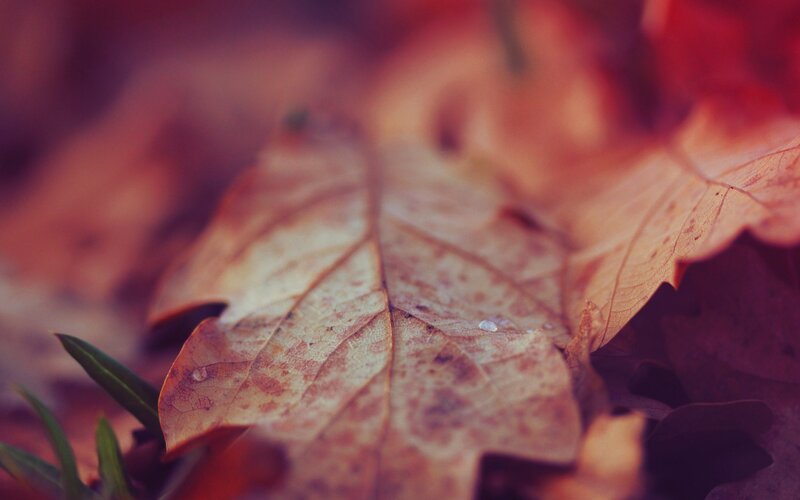 Dried Leaf on Ground — Brown, Calm, Autumn
