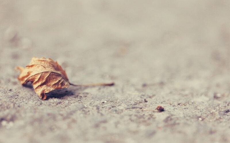 Dried Leaf on Ground — Brown, Calm