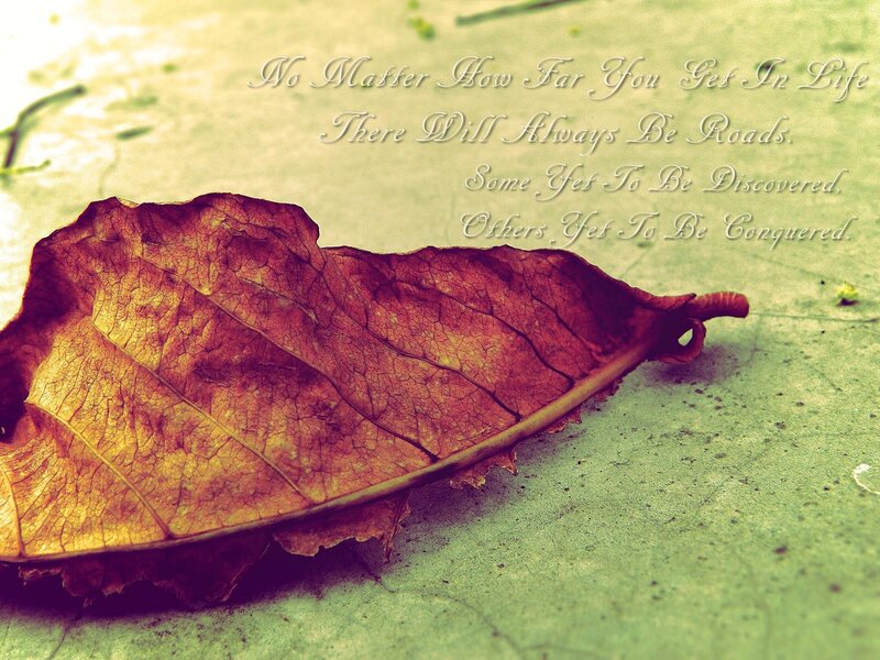 Dried Leaf on Ground — Brown, Reflective