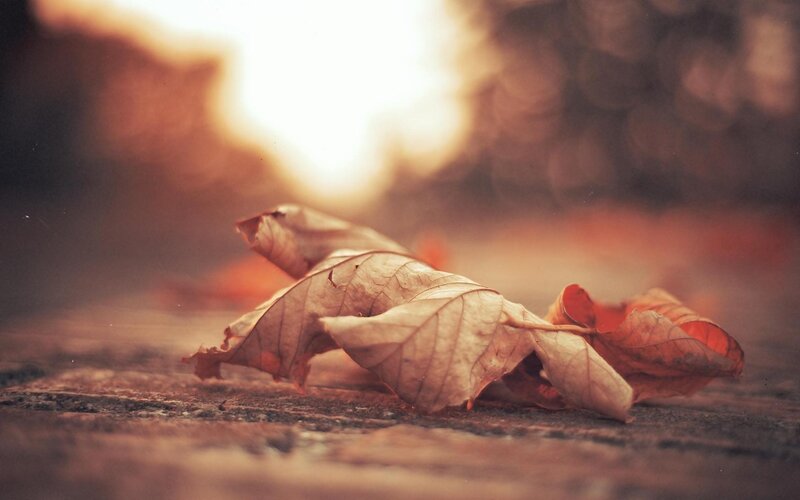 Dried Leaf on Ground — Brown, Serene