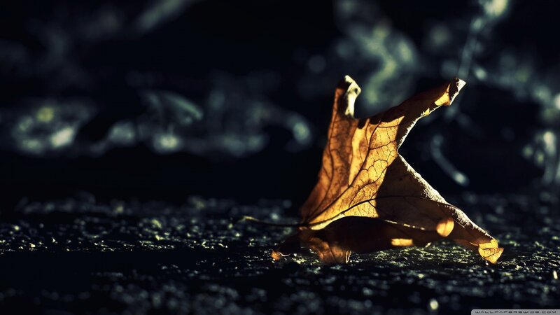 Dried Leaf on Ground