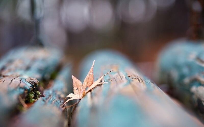 Dried Leaf on Log