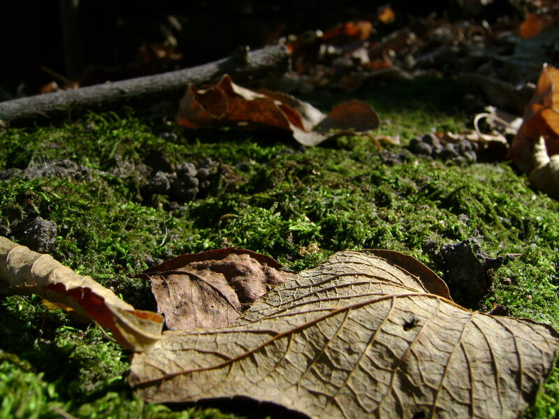 Dried Leaf on Moss