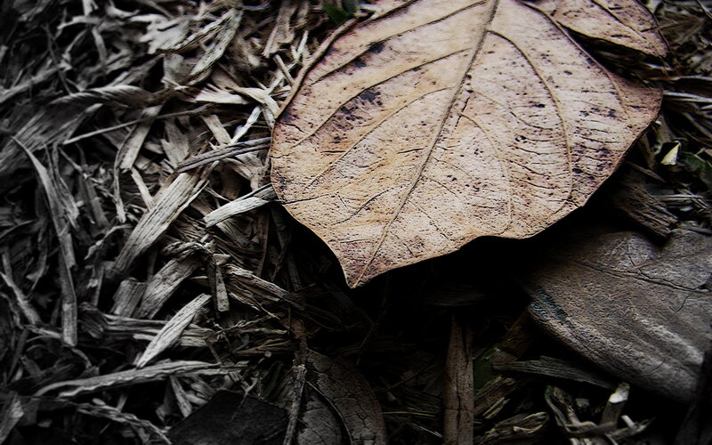 Dried Leaf on Mulch