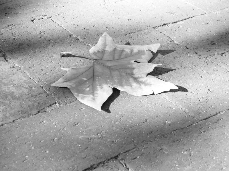 Dried Leaf on Pavement — Black