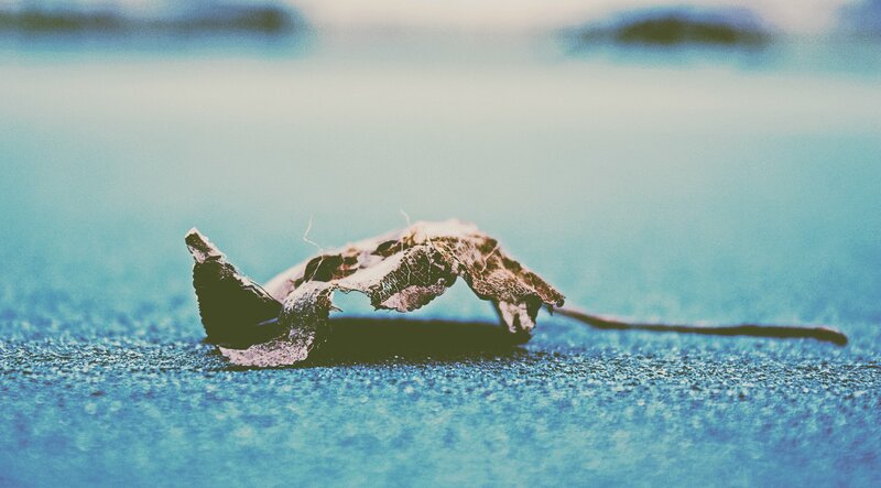 Dried Leaf on Pavement — Blue