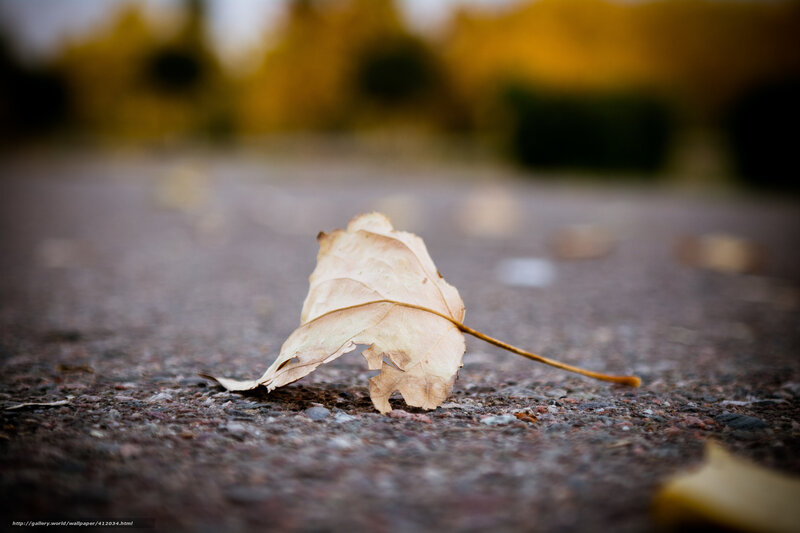 Dried Leaf on Pavement — Brown, Calm, Autumn, Photograph