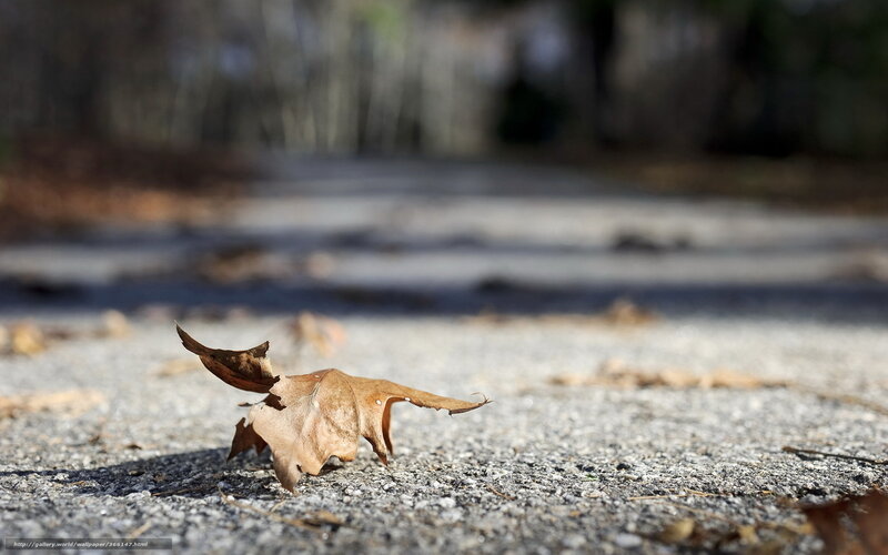 Dried Leaf on Pavement — Brown, Calm, Autumn