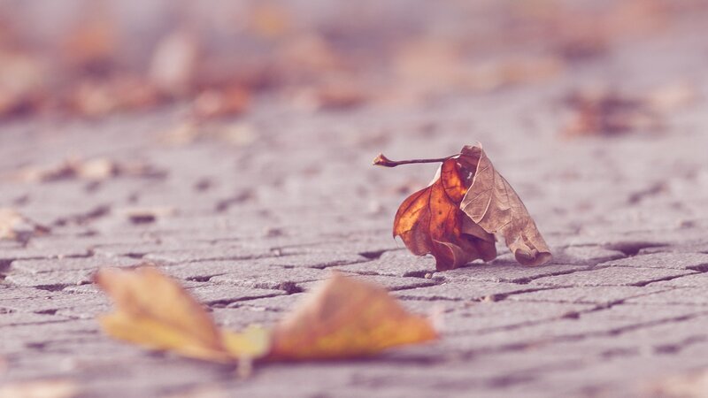 Dried Leaf on Pavement — Brown, Calm