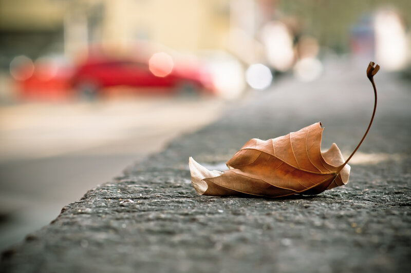 Dried Leaf on Pavement — Brown