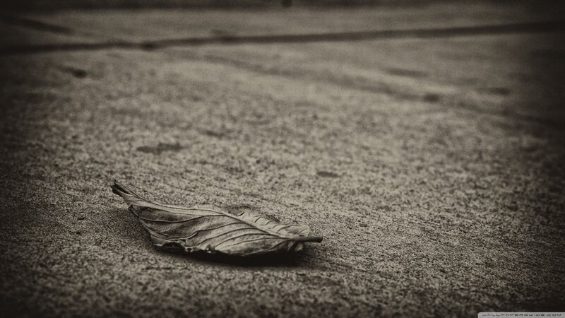 Dried Leaf on Pavement — Gray