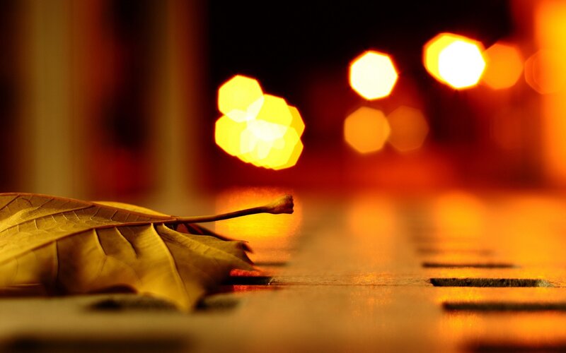 Dried Leaf on Pavement — Orange