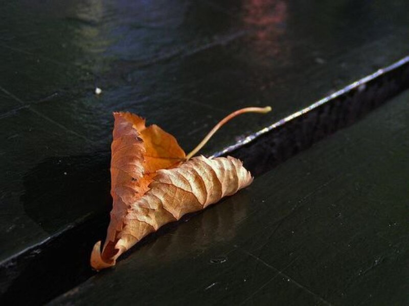 Dried Leaf on Pavement