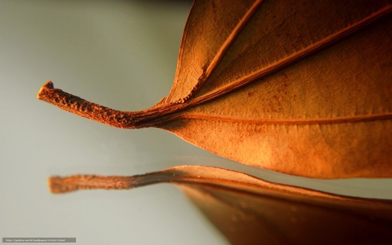 Dried Leaf on Reflective Surface — Brown