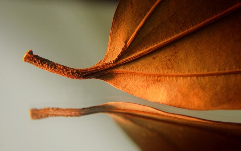 Dried Leaf on Reflective Surface