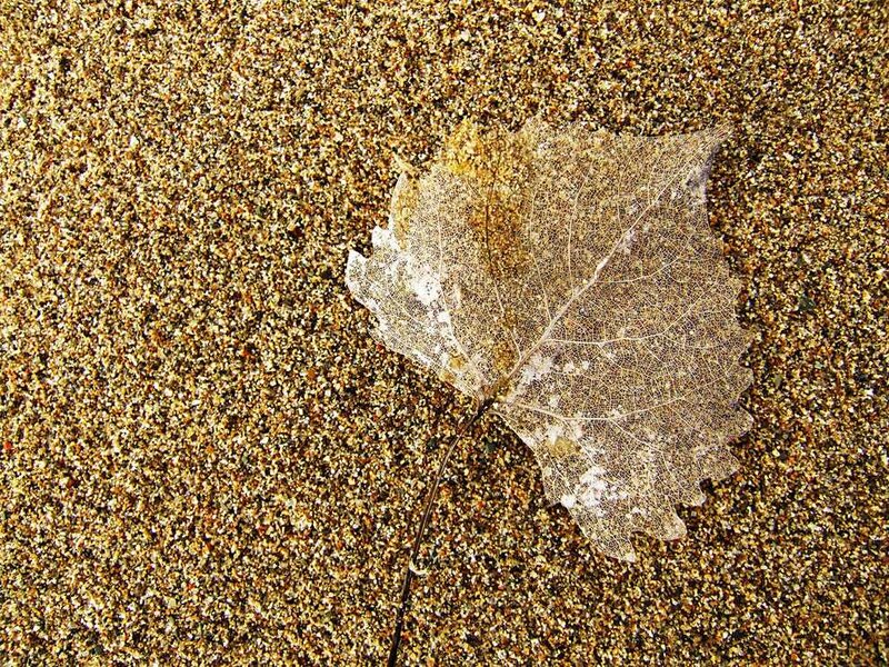 Dried Leaf on Sand
