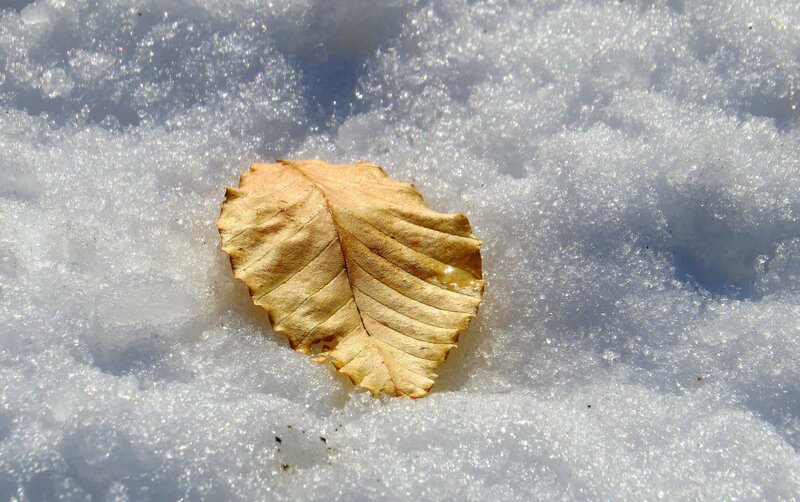 Dried Leaf on Snow