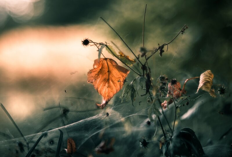 Dried Leaf on Spiderweb