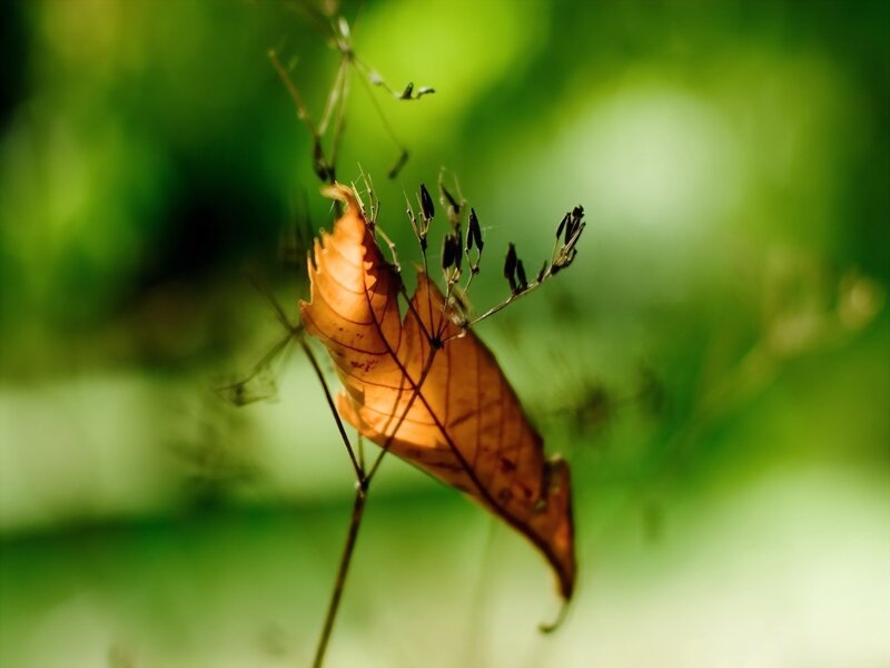 Dried Leaf on Stem