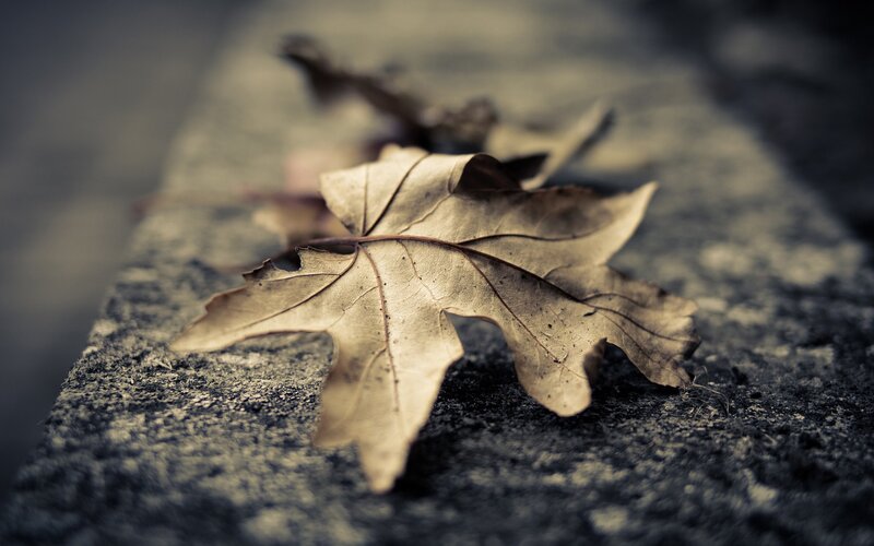 dried leaf on stone