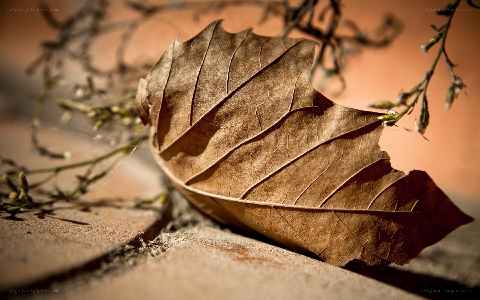 dried leaf on stone surface