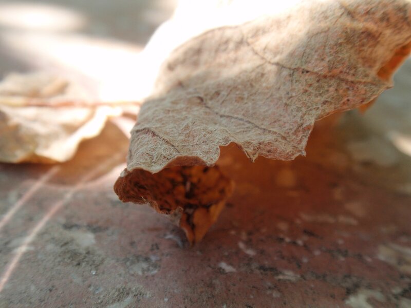 dried leaf on stone