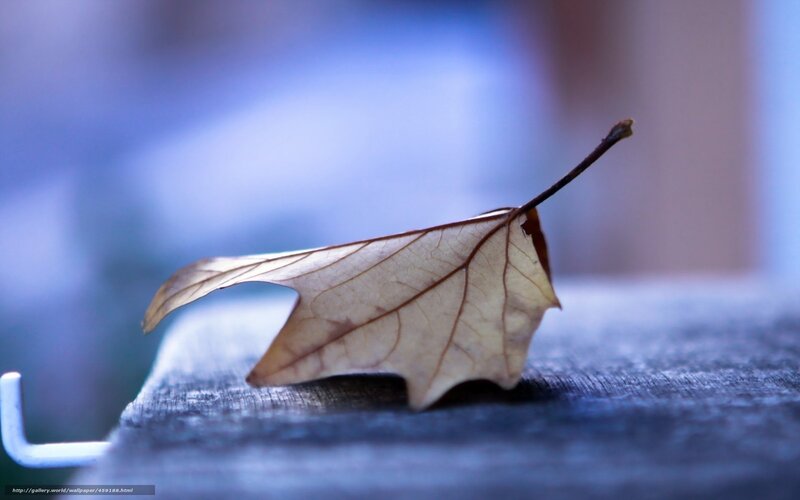 Dried Leaf on Surface — Blue
