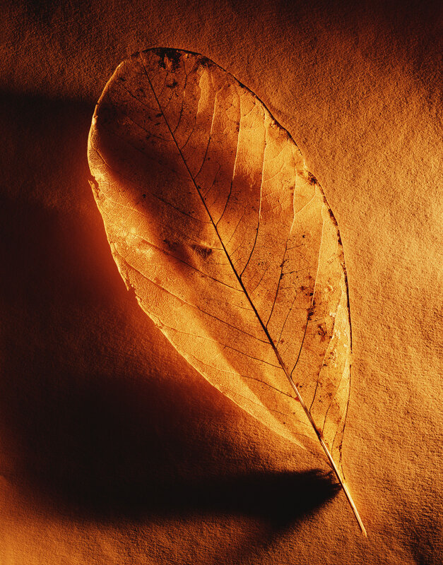Dried Leaf on Surface — Orange, Dramatic