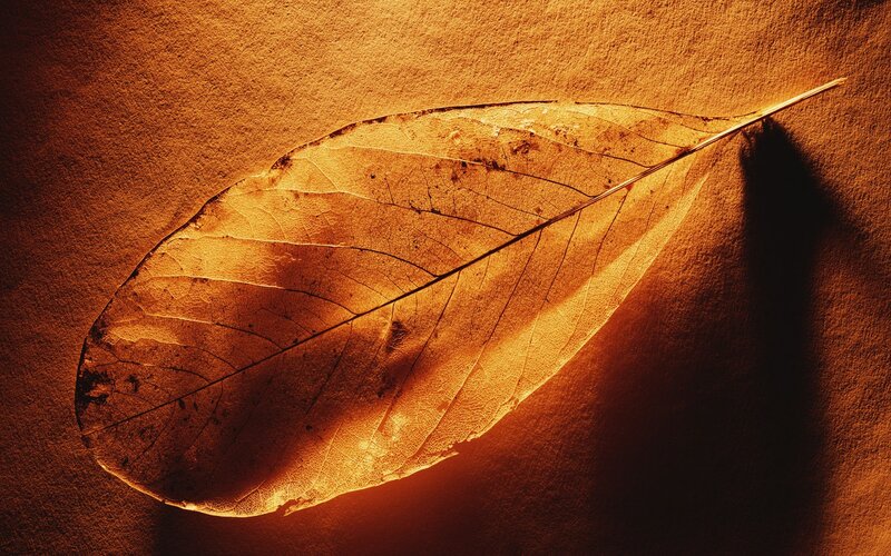 Dried Leaf on Surface — Orange