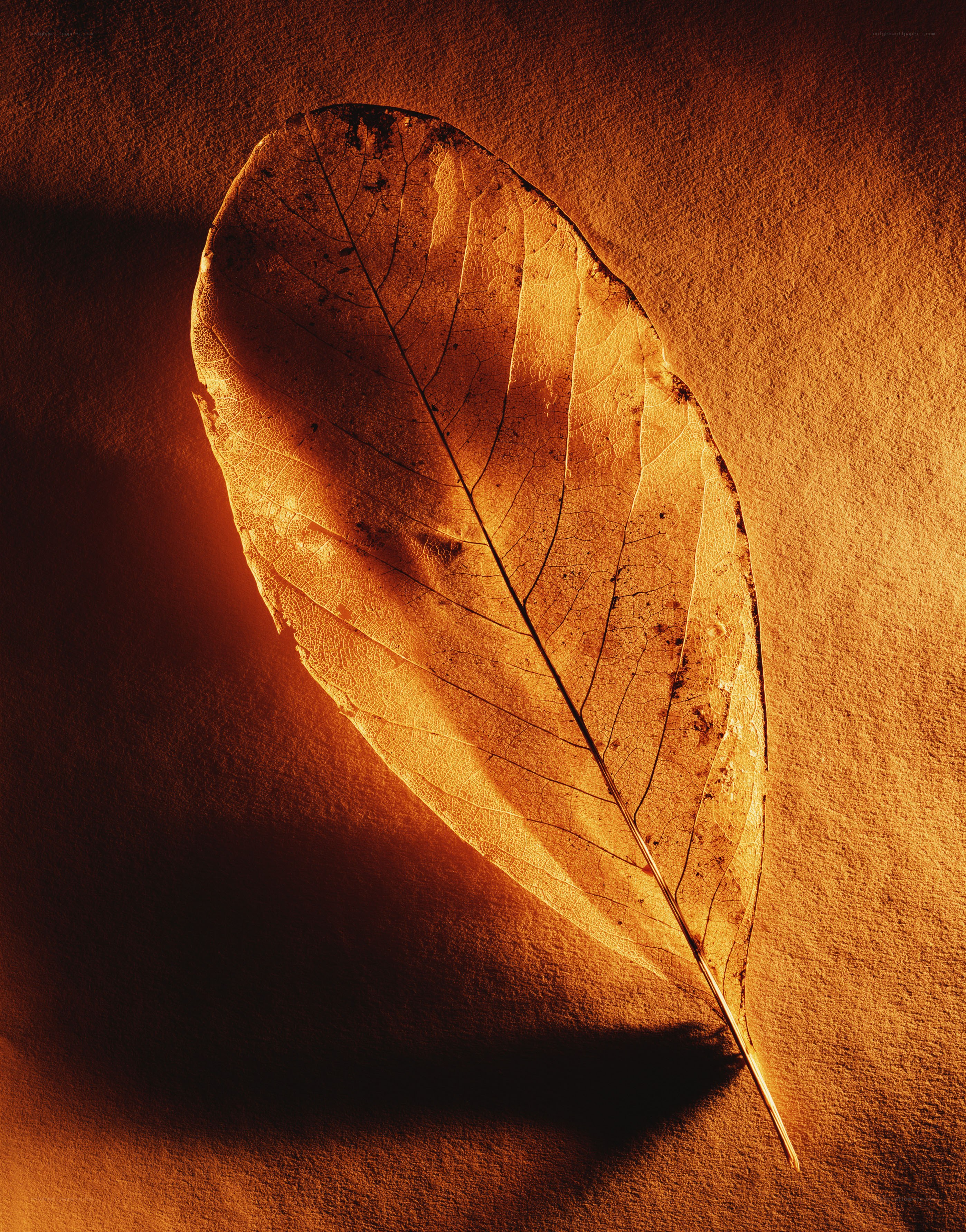 dried leaf on textured surface