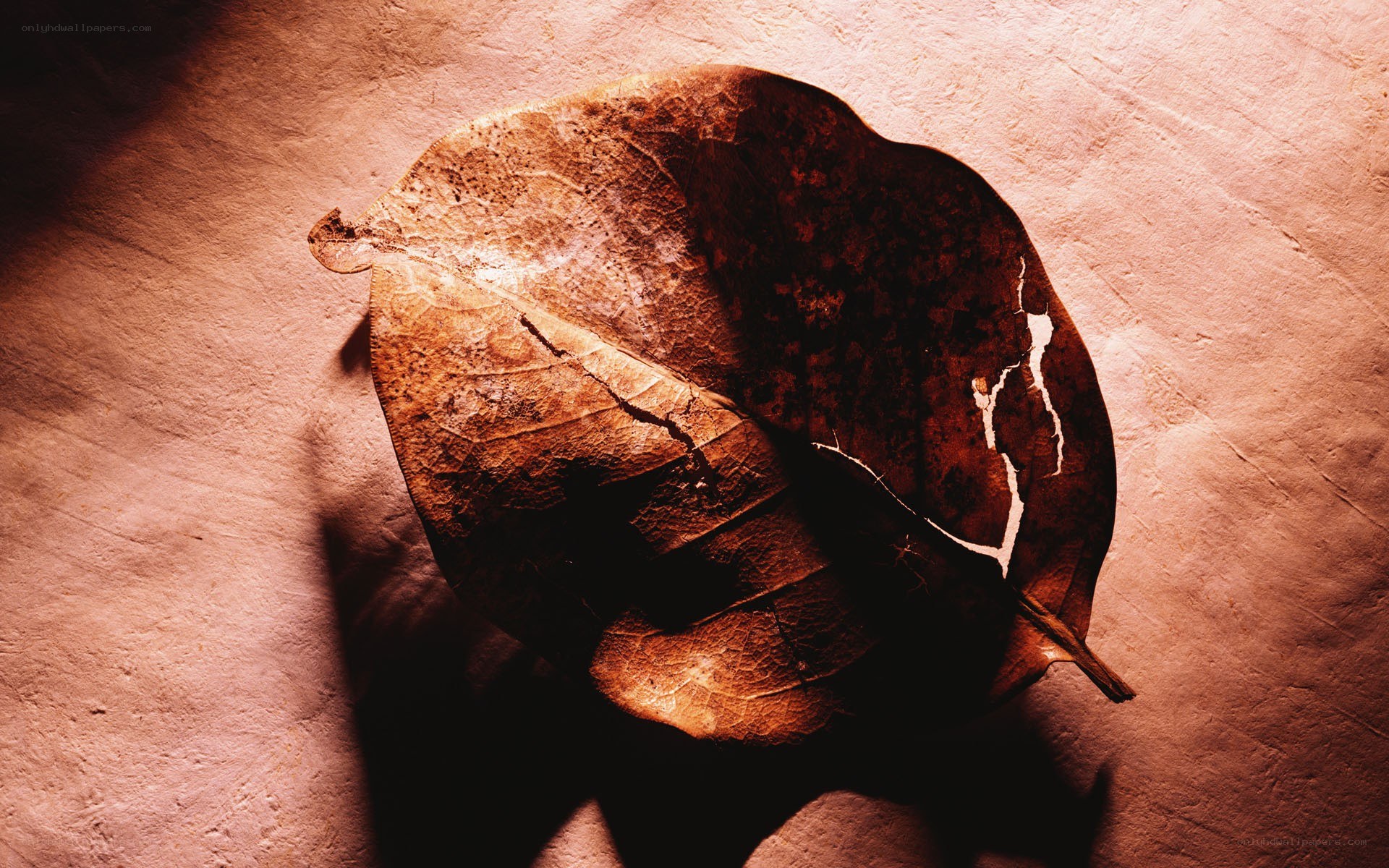 dried leaf on textured surface