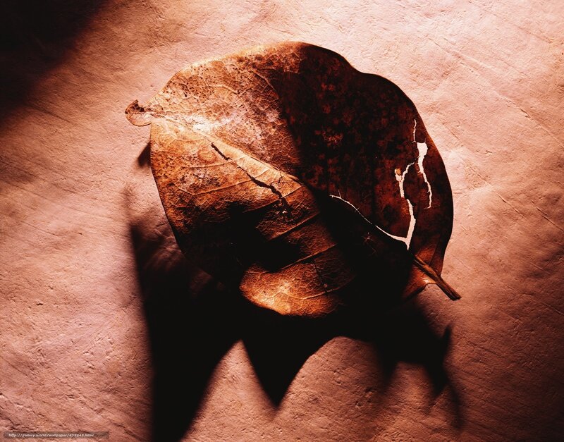 dried leaf on textured surface