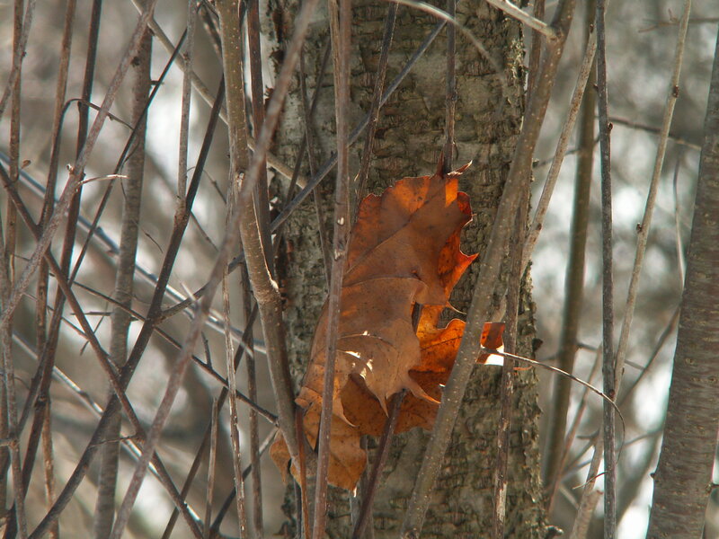 Dried Leaf on Tree Trunk