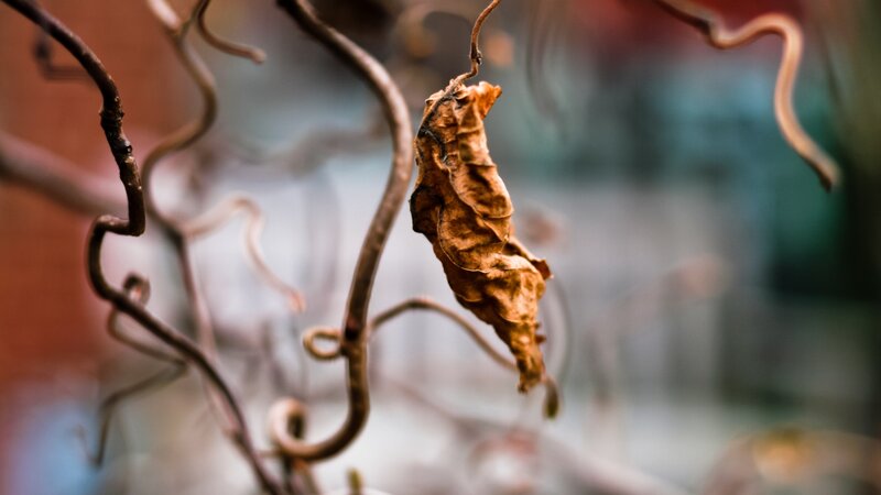 Dried Leaf on Vine — Brown