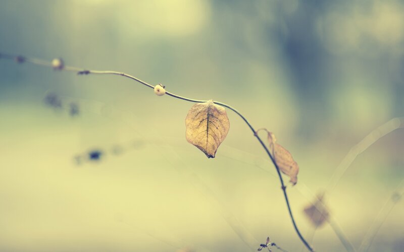 Dried Leaf on Vine