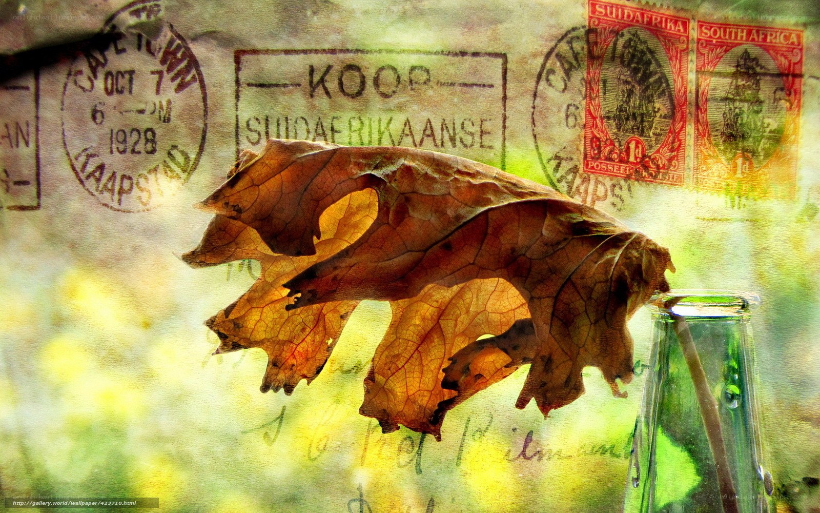 dried leaf on vintage postcard