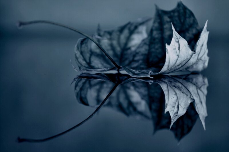 Dried Leaf on Water — Blue, Serene