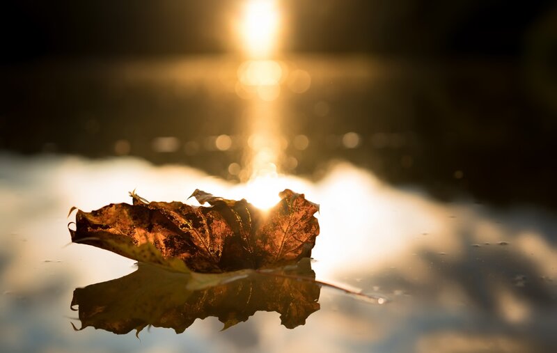 Dried Leaf on Water — Brown, Serene, Sunset
