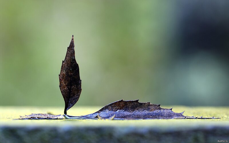 Dried Leaf on Water — Brown, Serene