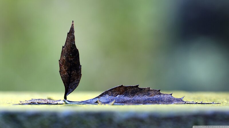 Dried Leaf on Water — Brown