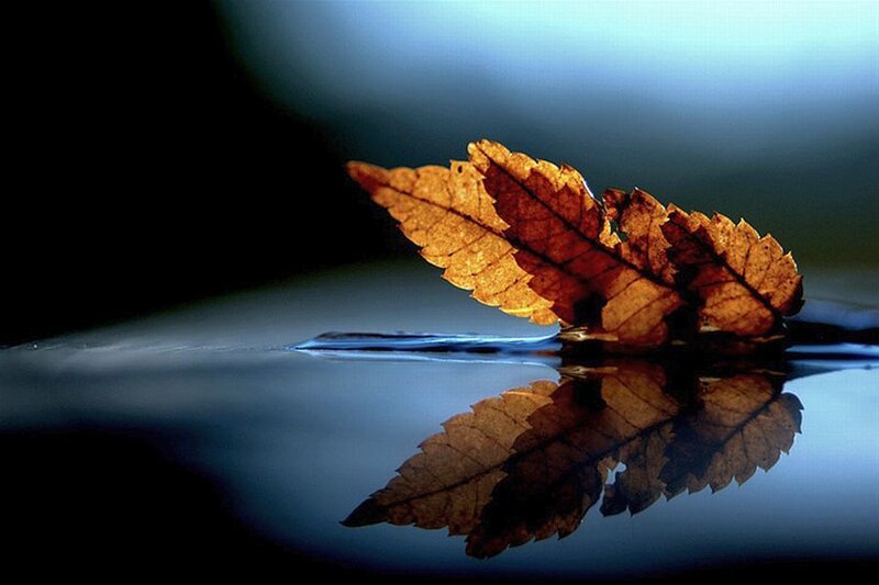 Dried Leaf on Water