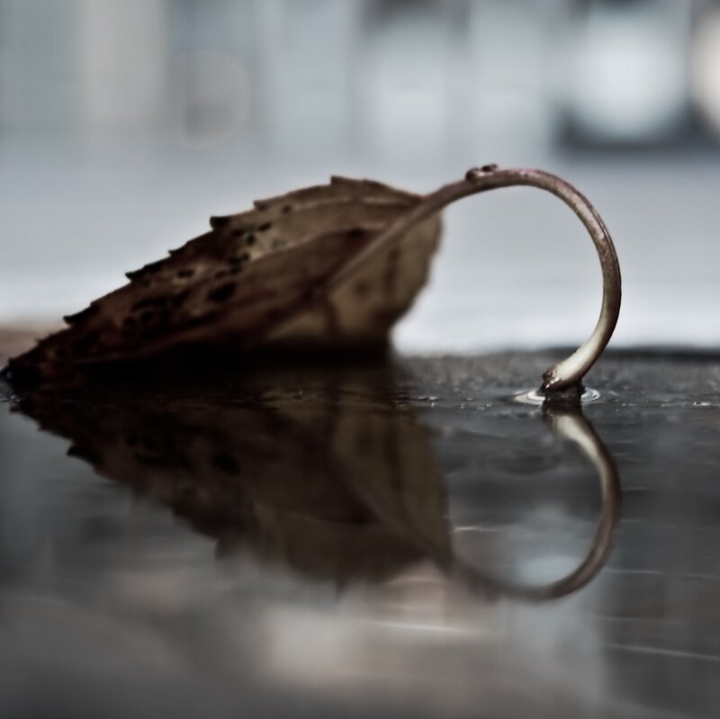 Dried Leaf on Wet Surface