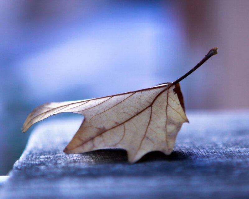 Dried Leaf on Wood — Brown, Calm