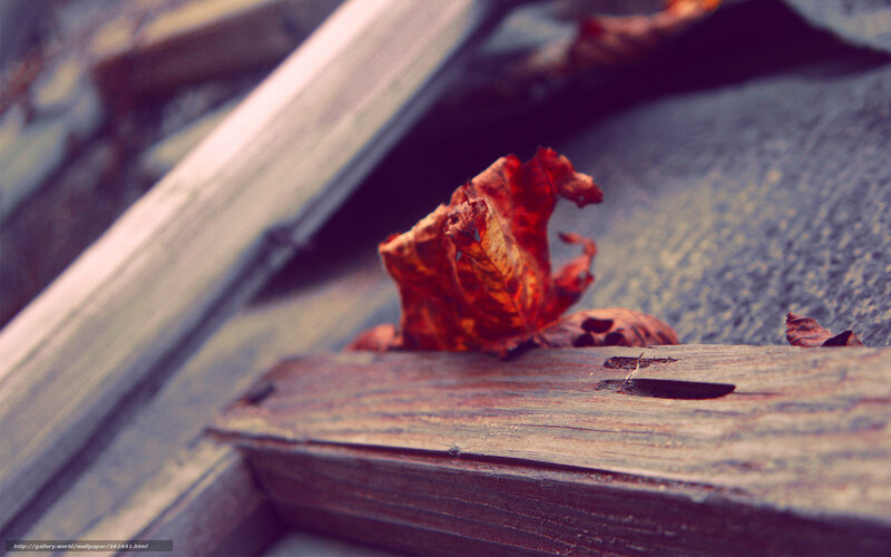 Dried Leaf on Wood — Brown, Melancholic