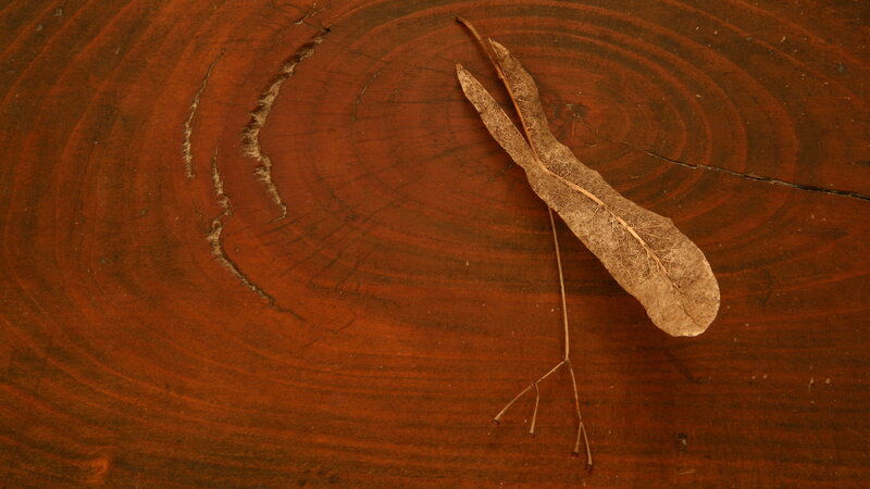 Dried Leaf on Wood — Brown