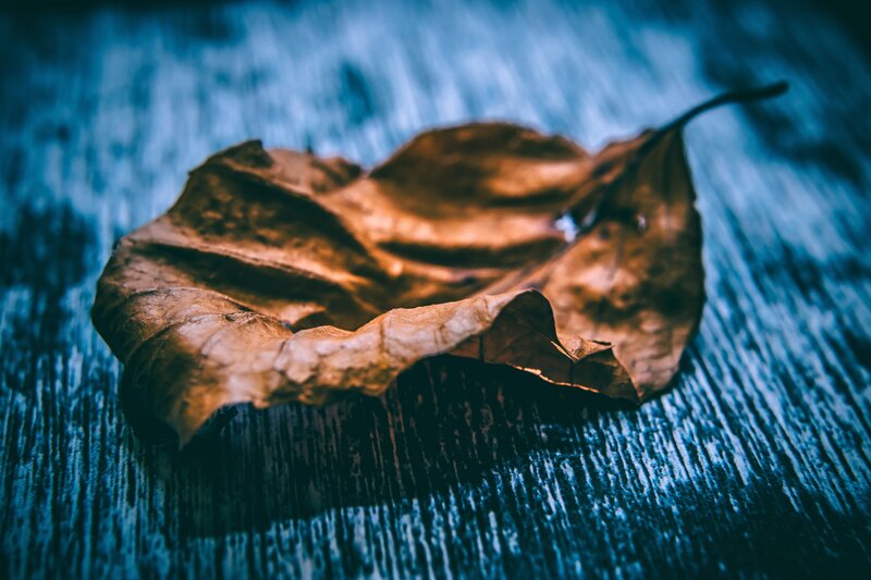 dried leaf on wood
