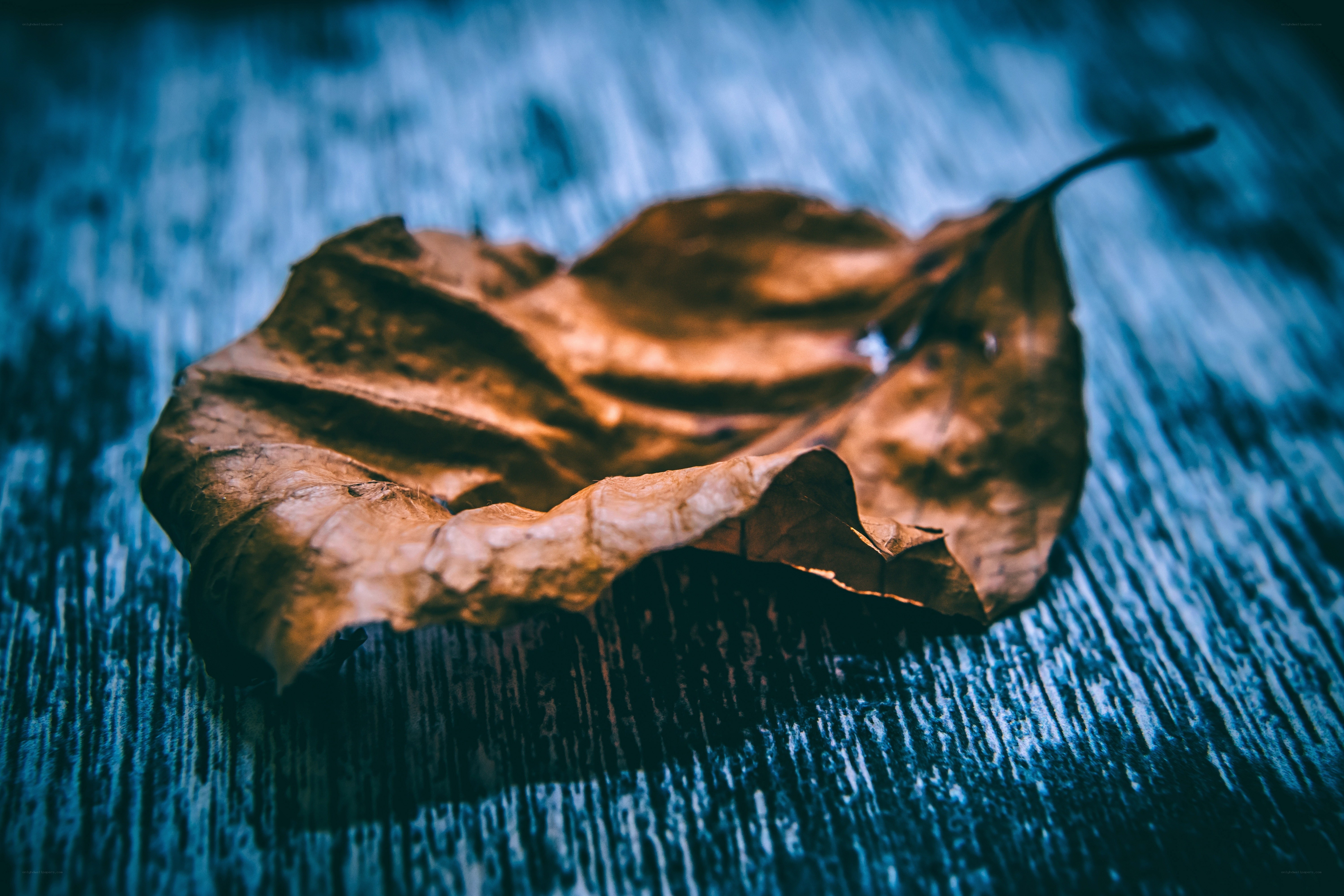 dried leaf on wood