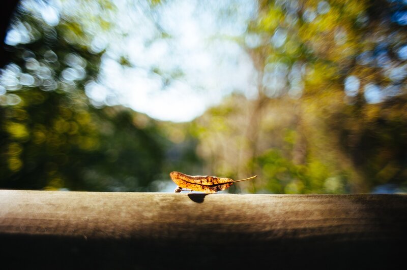 Dried Leaf on Wooden Rail — Brown