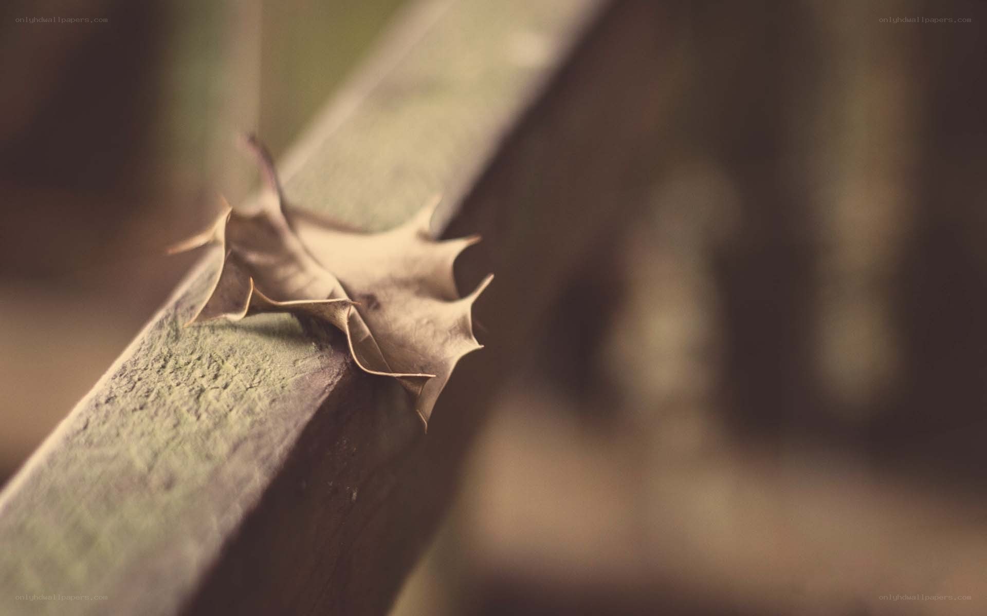 dried leaf on wooden rail