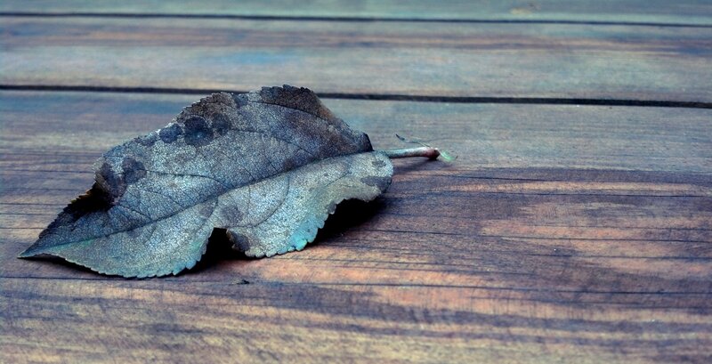 dried leaf on wooden surface